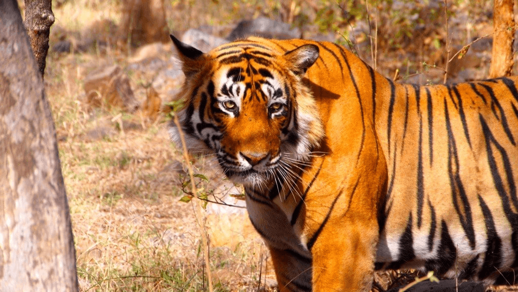 Explore Rajasthan’s Top National Parks