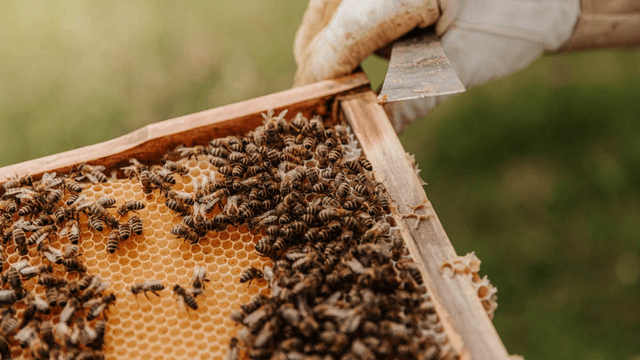 Beekeepers Helping Rural Communities Thrive Through Economic Develop