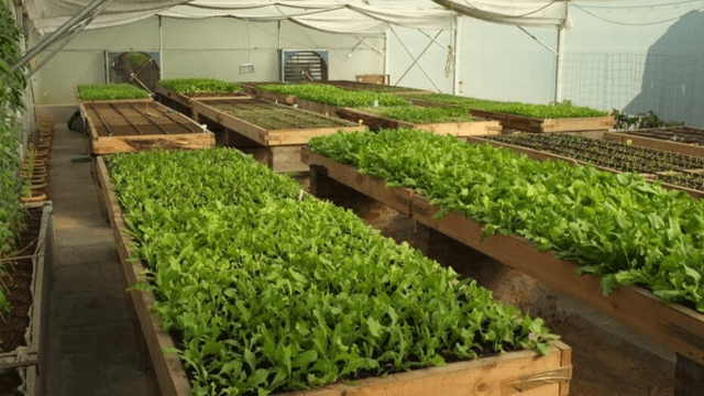 How Jaipur is Embracing the Farm-to-Table Movement 