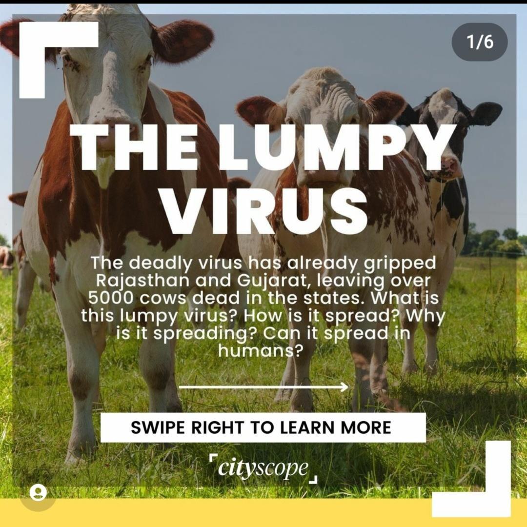 Understanding Lumpy Skin Disease: Impact and Prevention