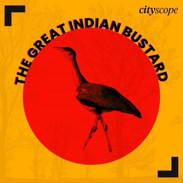 The Great Indian Bustard: A Race Against Time