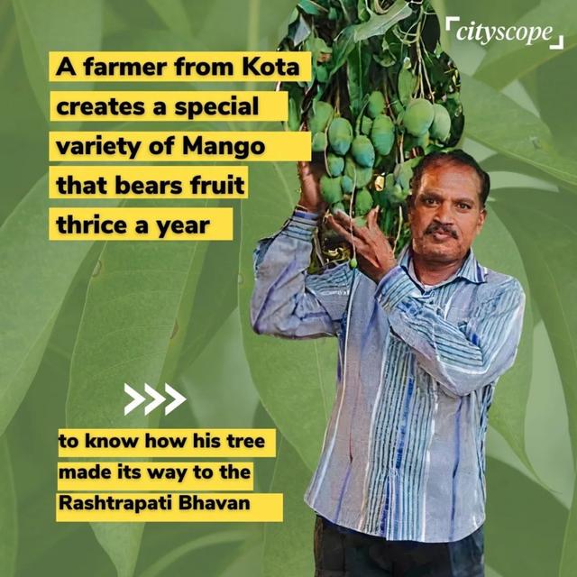 Kota Farmer Develops Year-Round Mango Variety