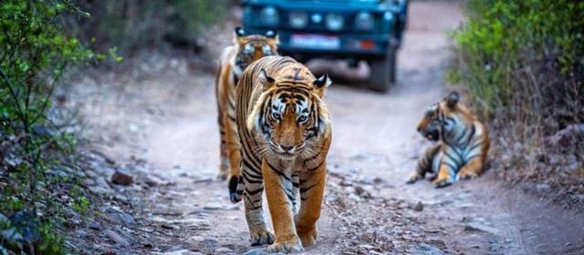 Ranthambore National Park: A Wildlife Safari Near Jaipur