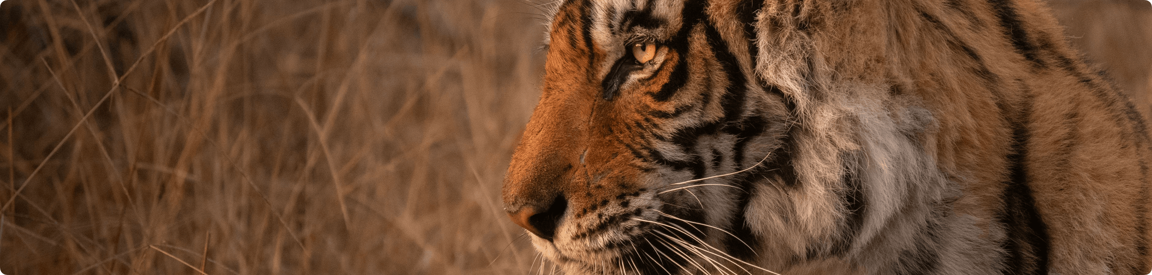 Ranthambore