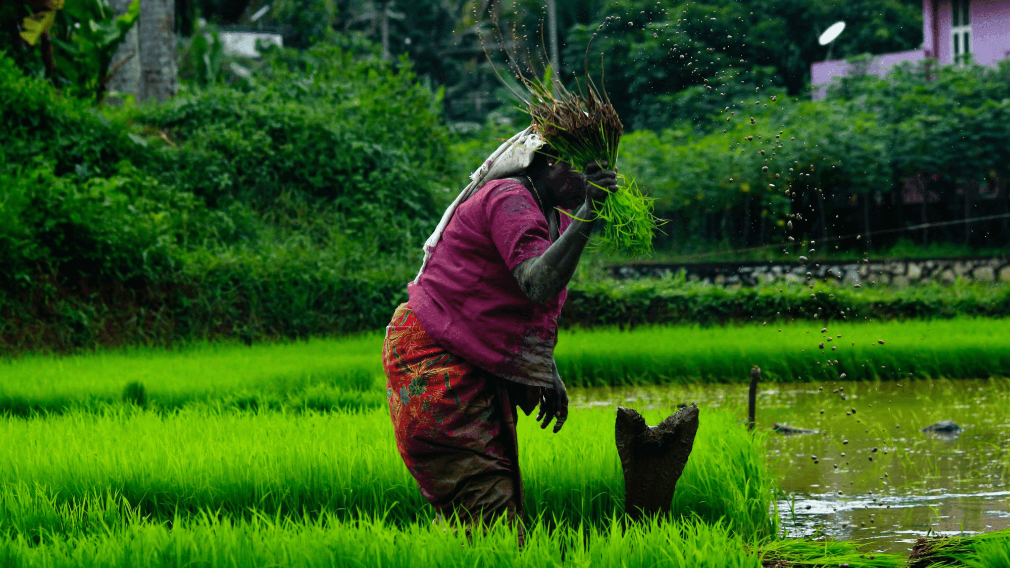 How Summer Crops in India Shot Up by 21.5 Percent