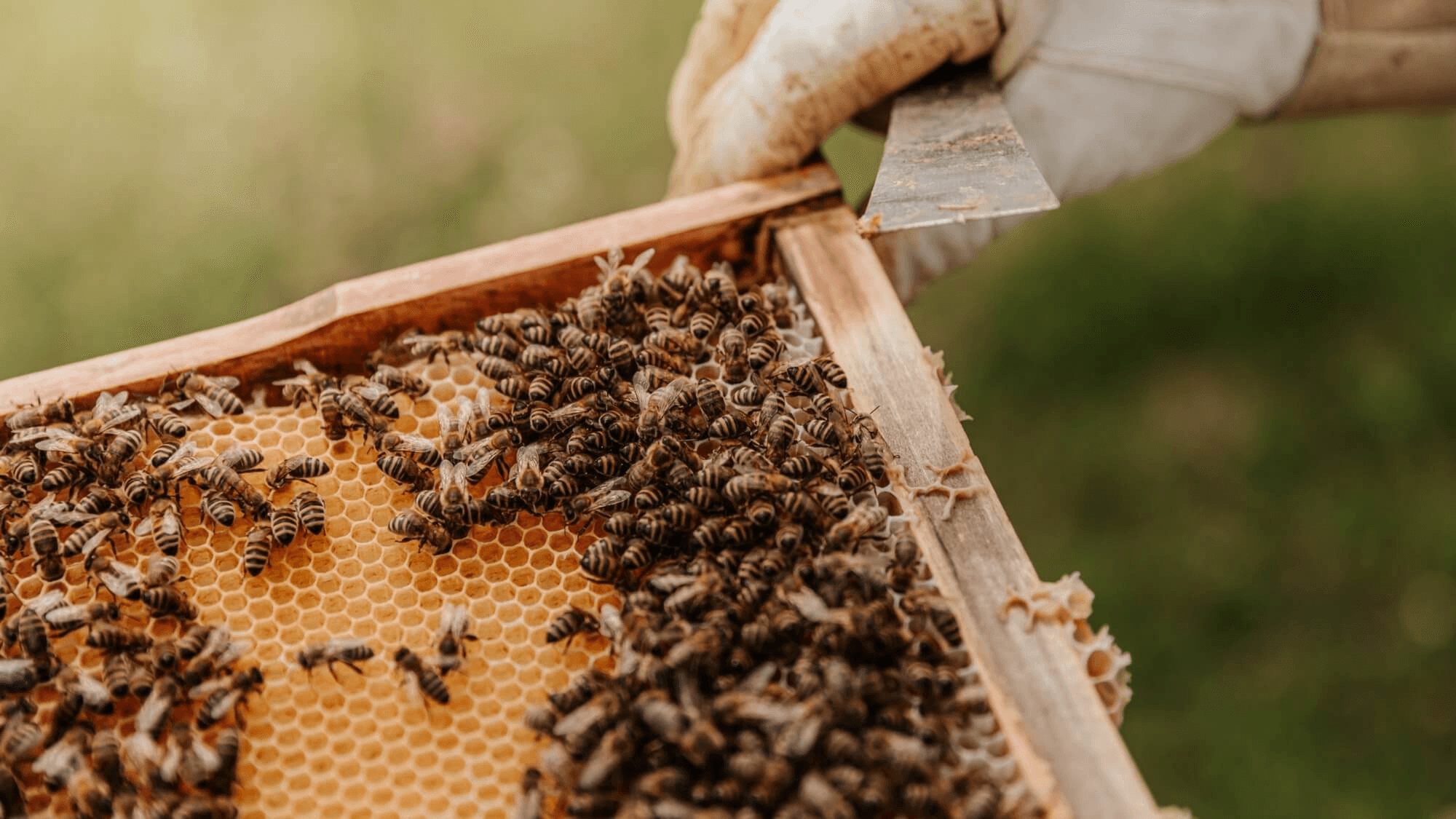 Beekeepers Helping Rural Communities Thrive Through Economic Develop