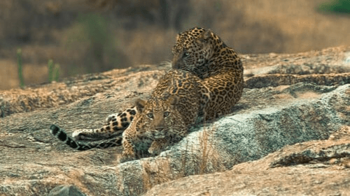 Jawai Wildlife Safari