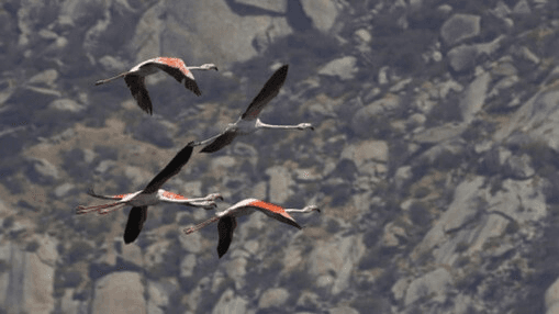 Jawai Wildlife Safari