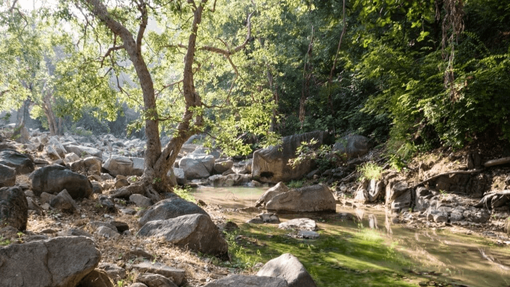 Wildlife Trek at Kumbhalgarh 6