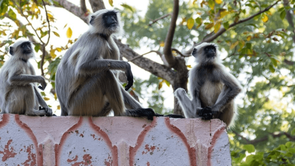 Wildlife Trek at Kumbhalgarh