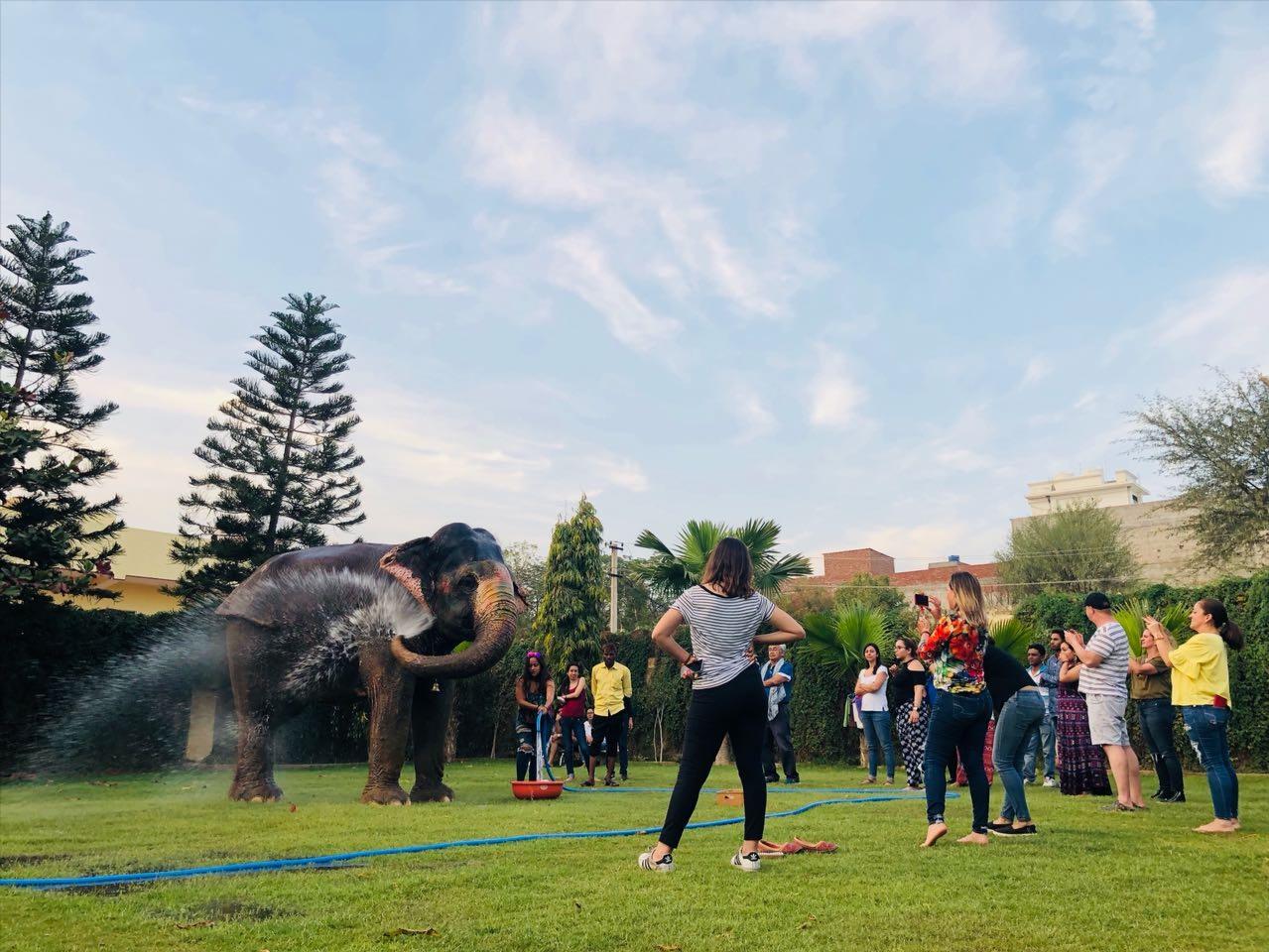Experiences with elephants at Elejungle