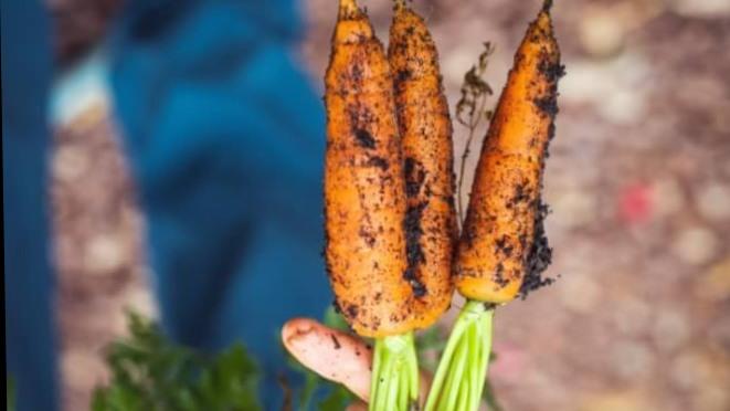 Is Organic Food Truly Organic in India?