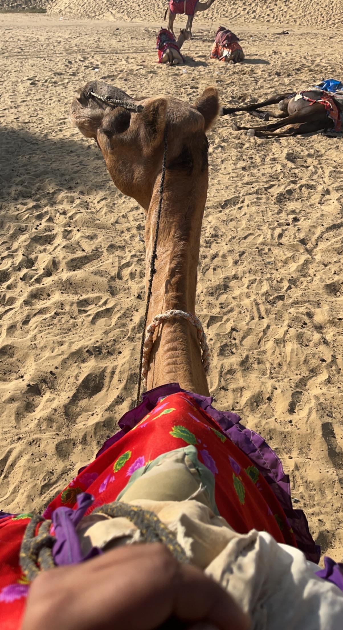 Sunset Camel Safari
