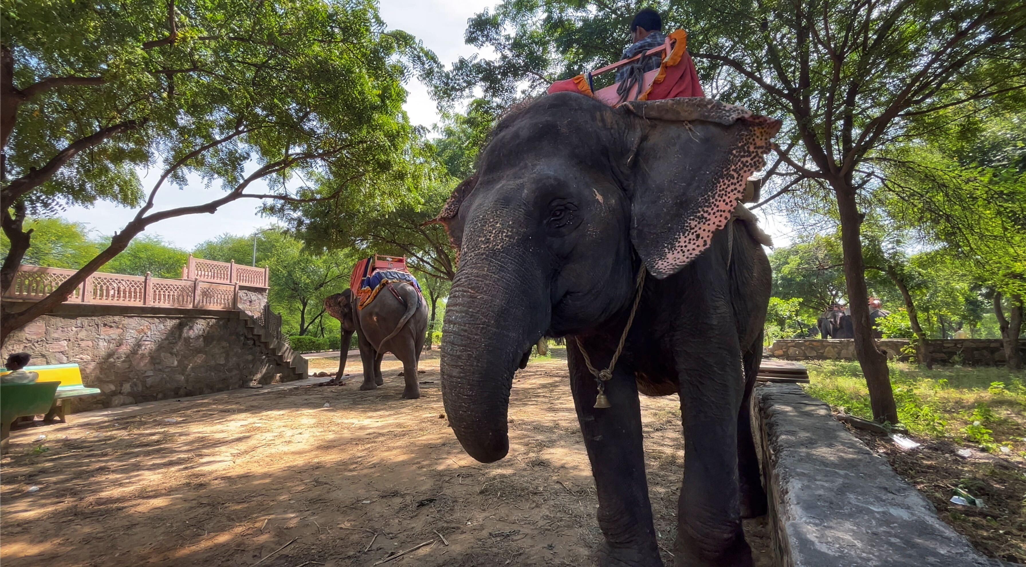 Exploring Amer Fort's Elephants: Tradition, Care & Conservation