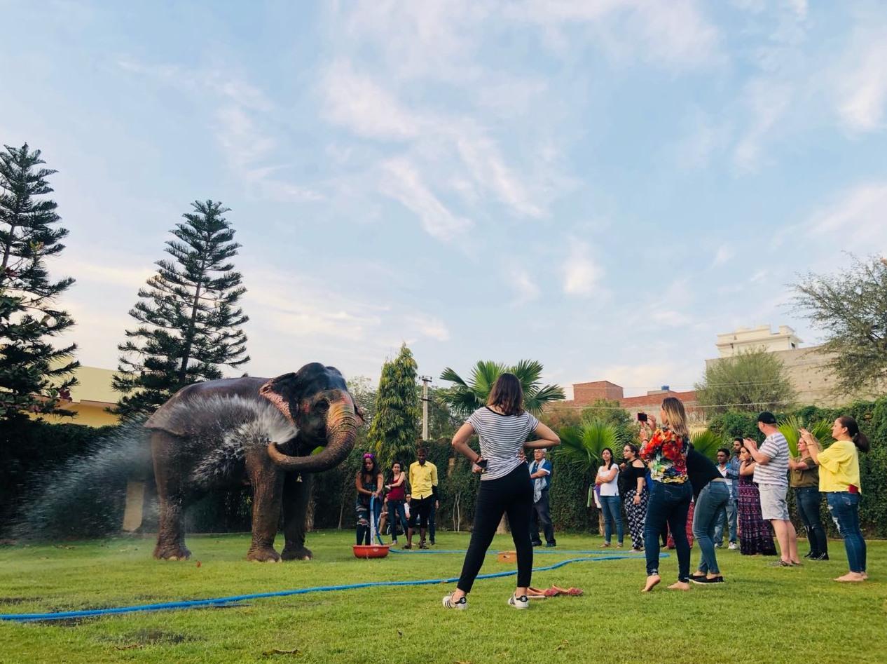 Experiences with elephants at Elejungle