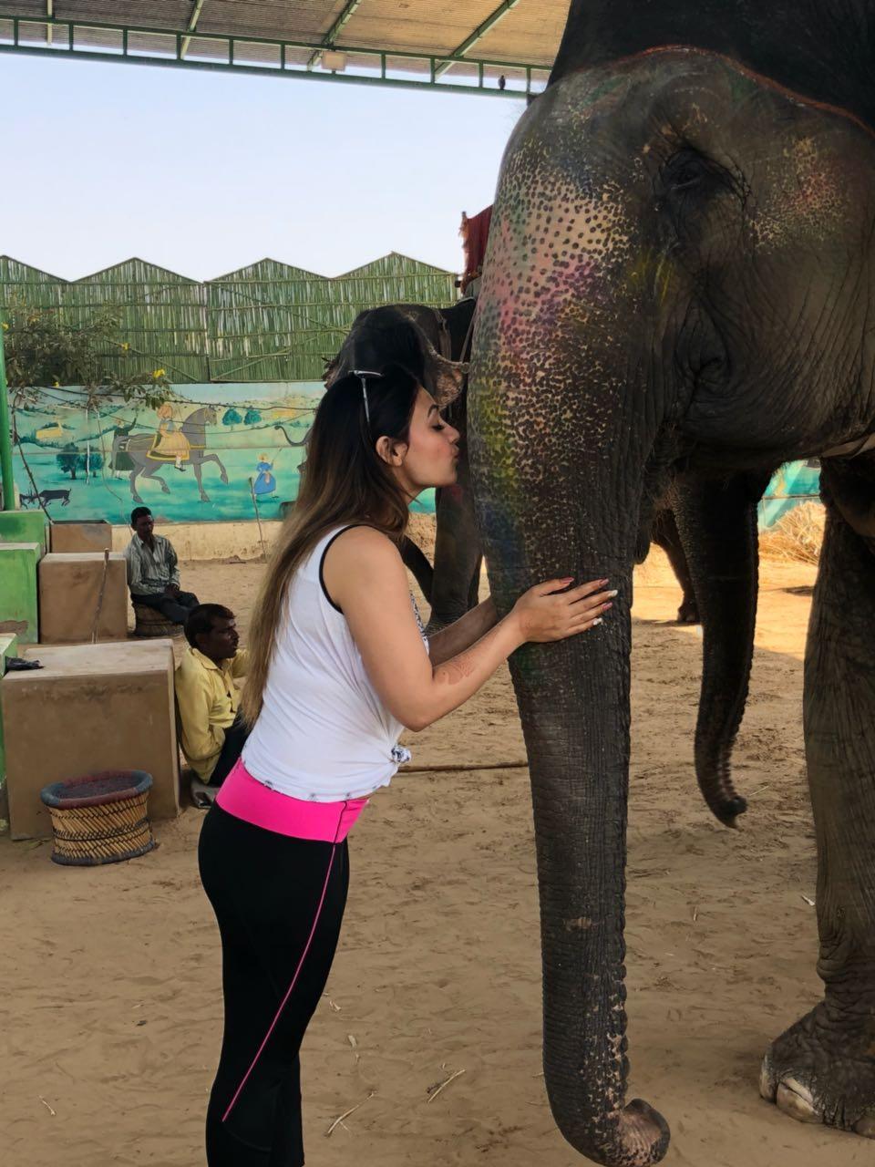 Experiences with elephants at Elejungle