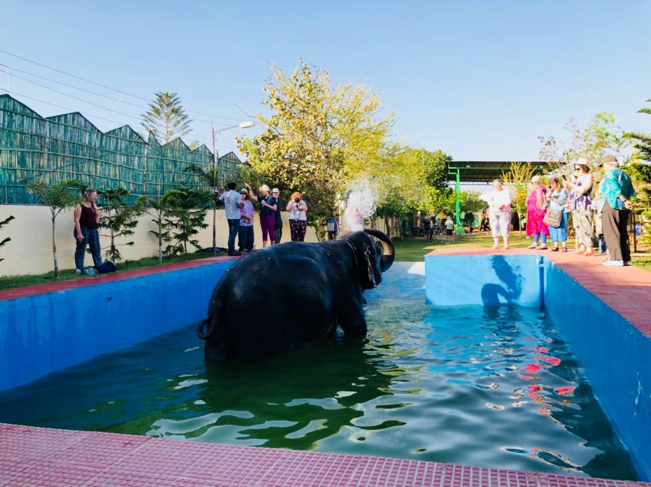 Experiences with elephants at Elejungle