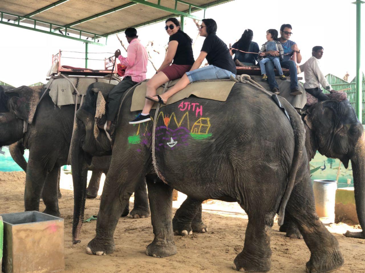 Experiences with elephants at Elejungle