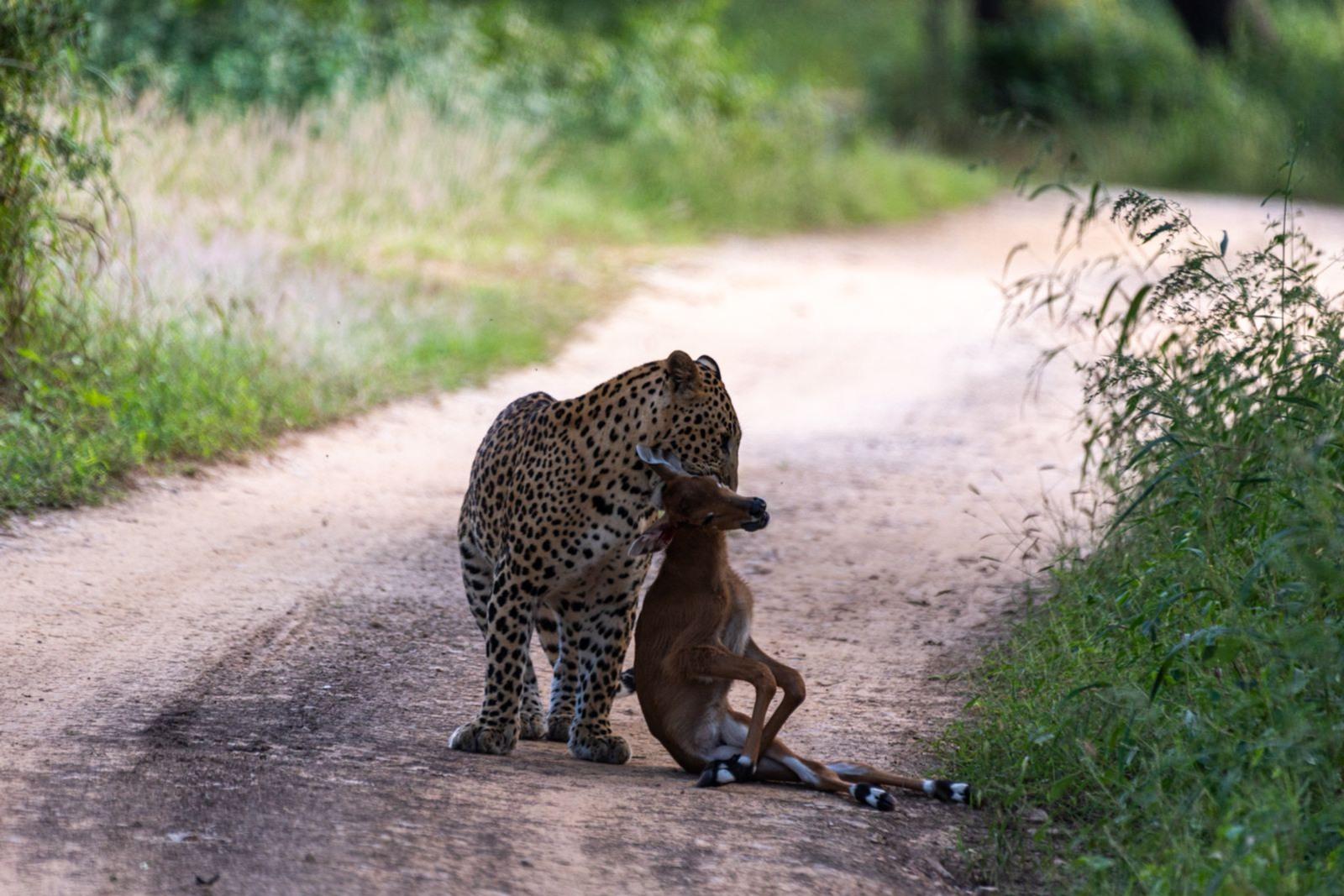 Leopard Safari in Jaipur