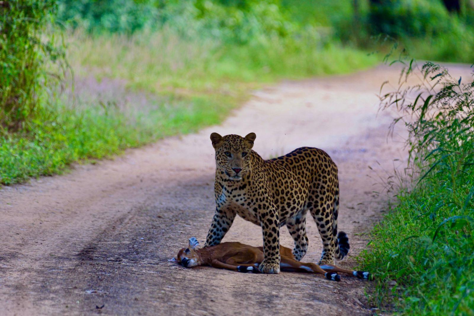 Leopard Safari in Jaipur