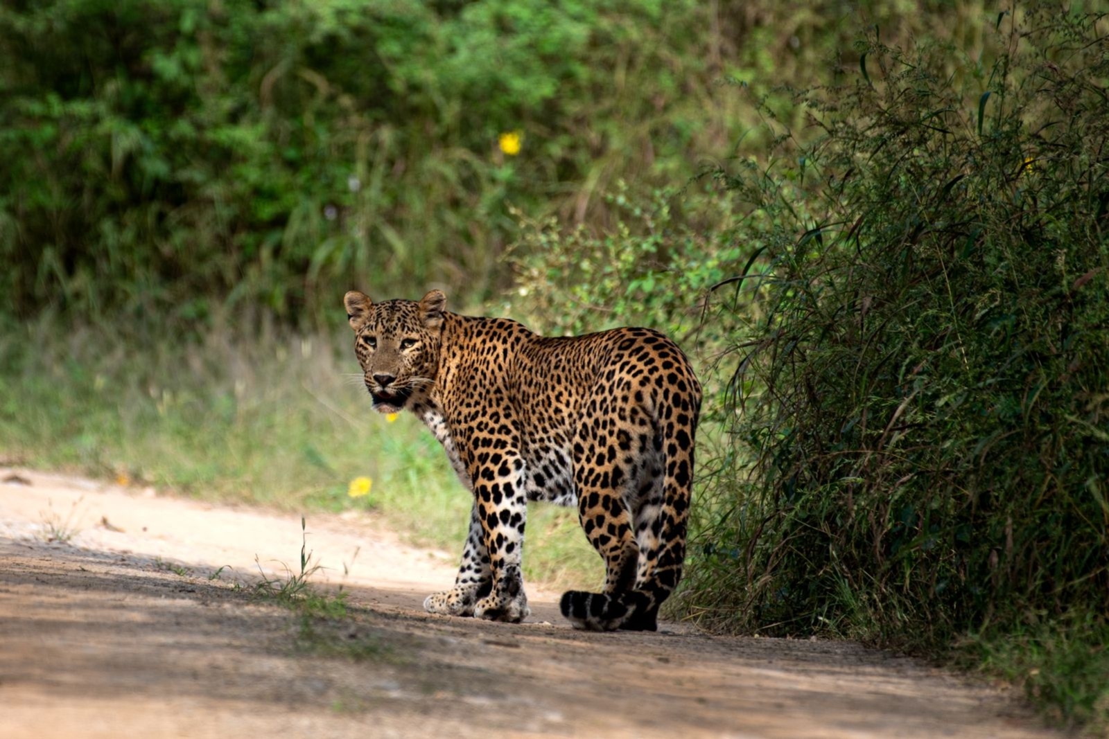 Leopard Safari in Jaipur