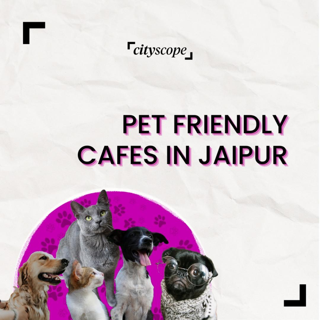 Best Pet-Friendly Cafes to Visit in Jaipur