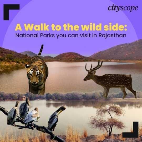 Top National Parks to Visit in Rajasthan