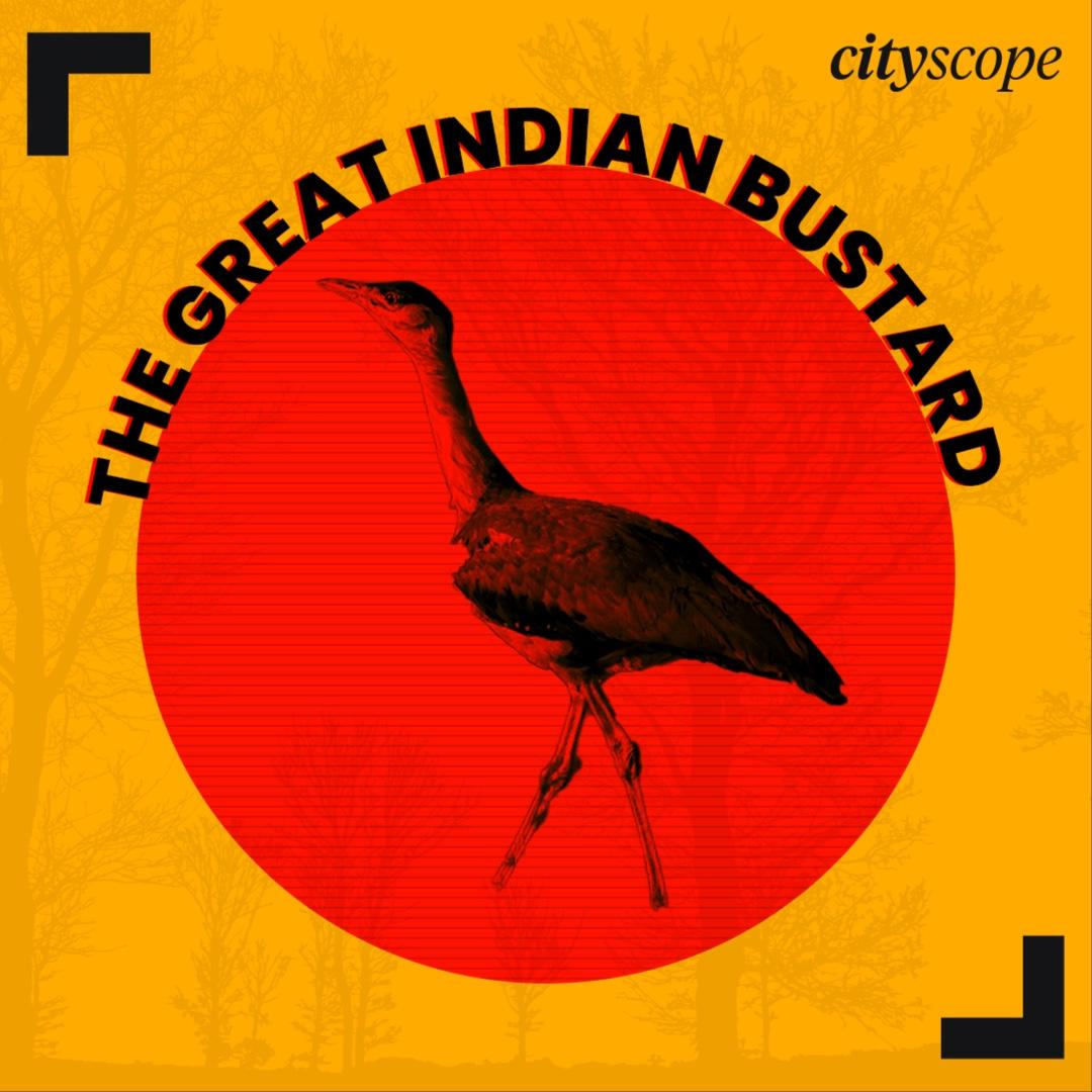The Great Indian Bustard: A Race Against Time