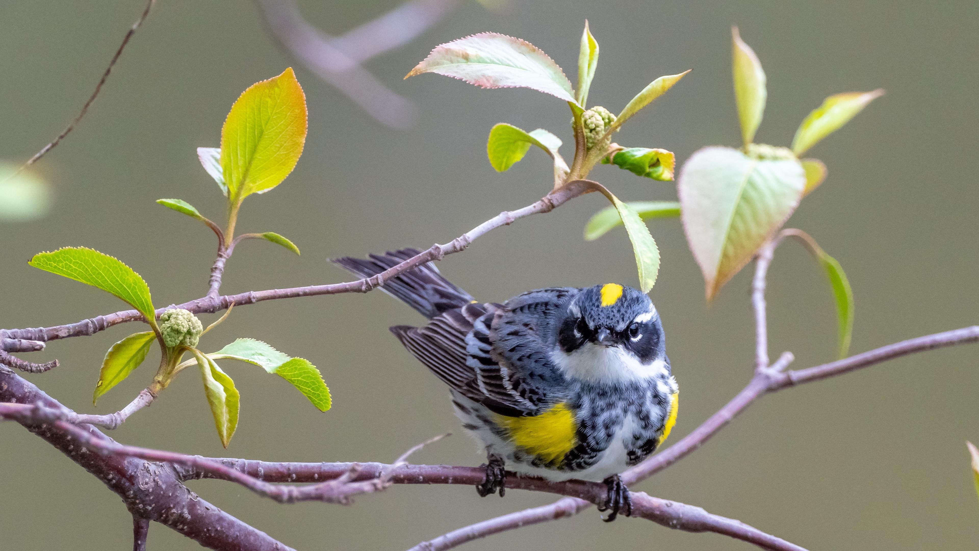 Bird Watching Experience