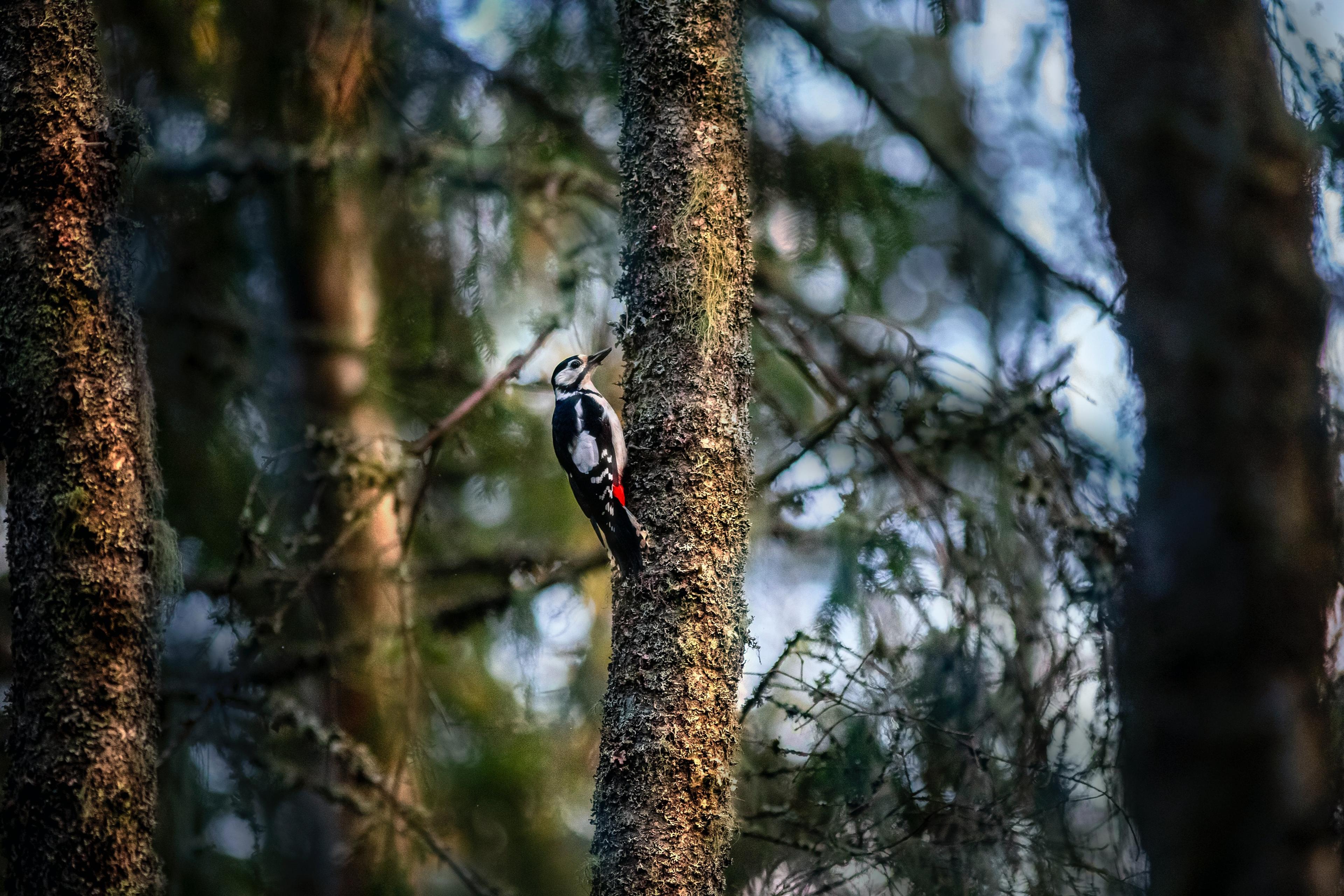 Bird Watching Experience
