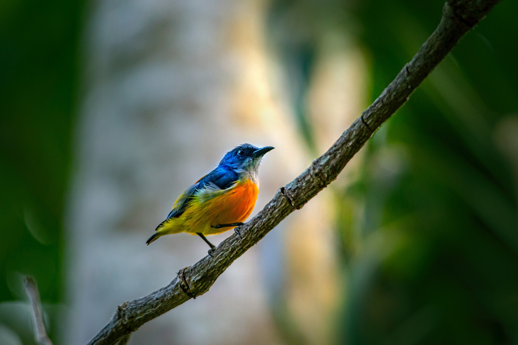 Bird Watching Experience
