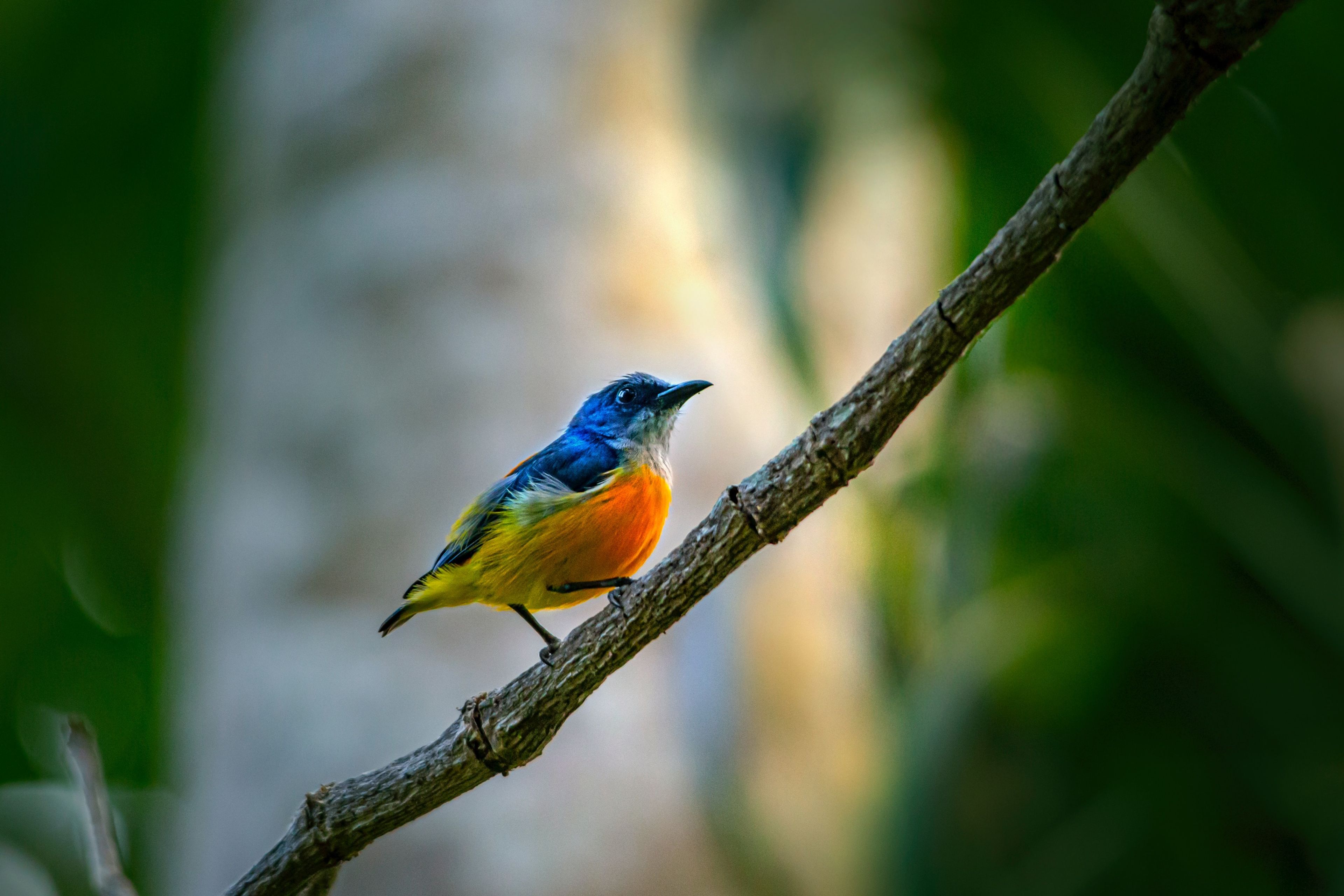 Bird Watching Experience