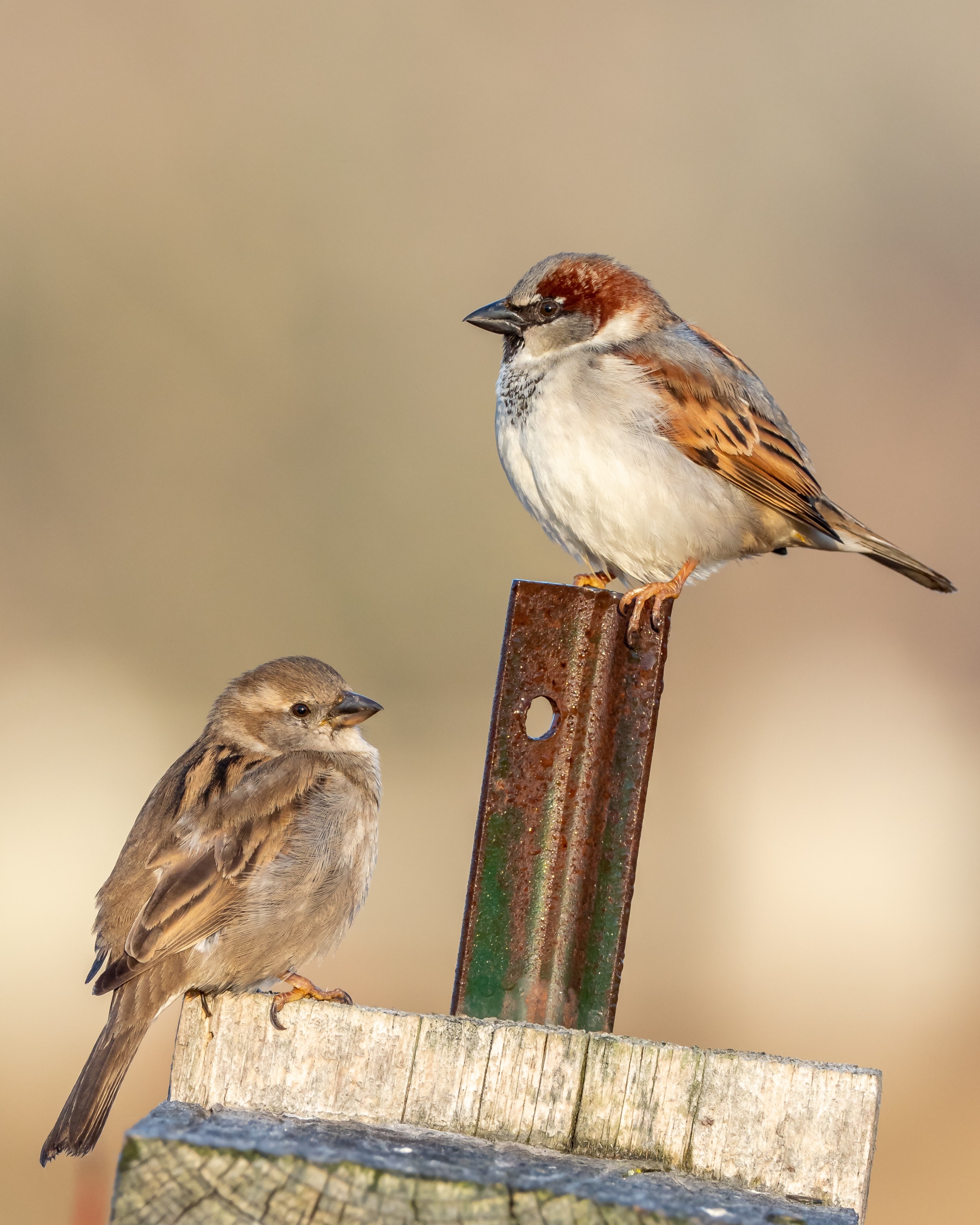 Bird Watching Experience 5