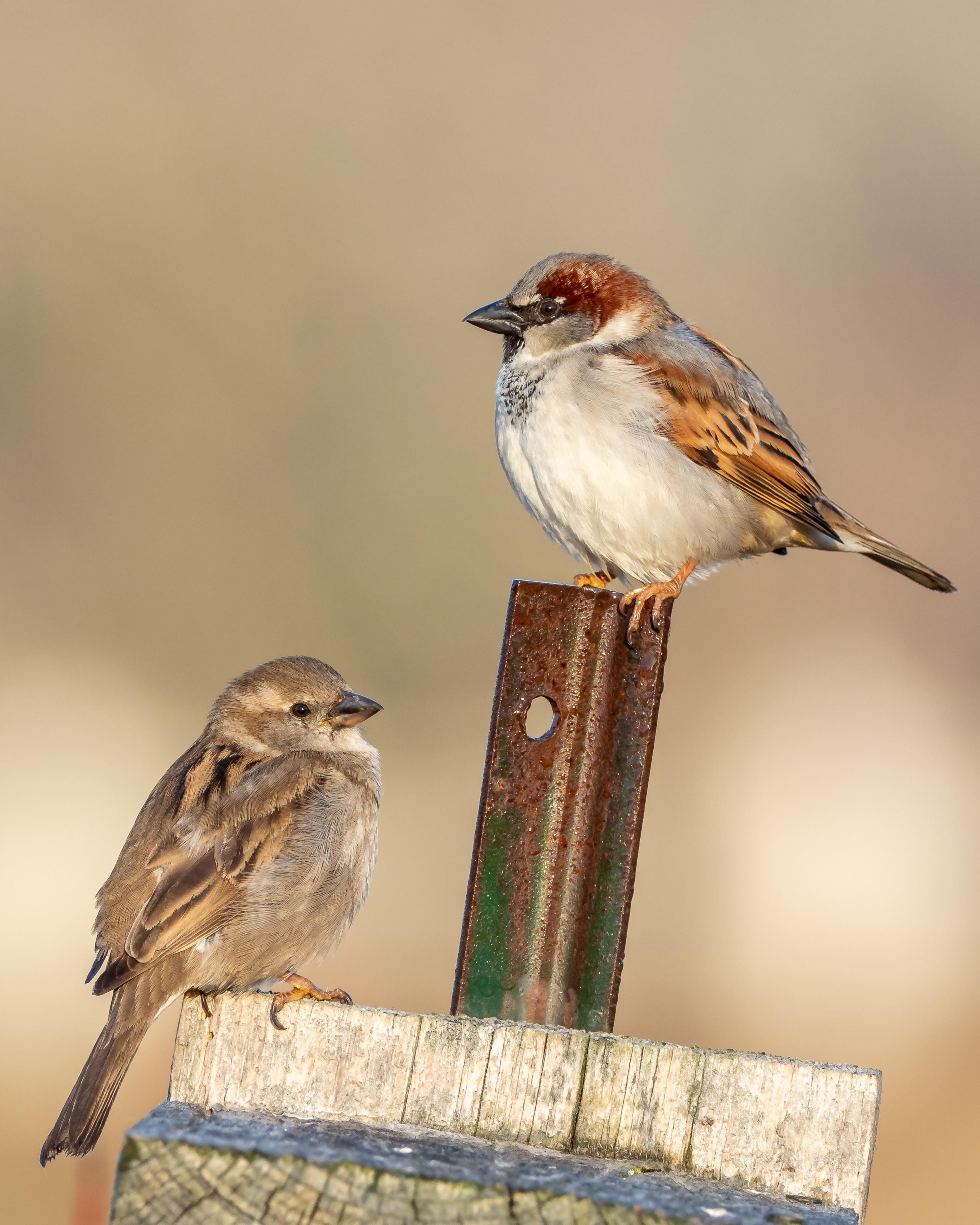 Bird Watching Experience