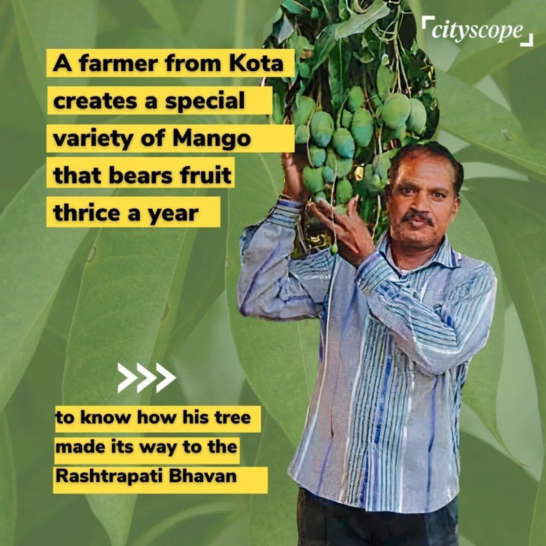 Kota Farmer Develops Year-Round Mango Variety