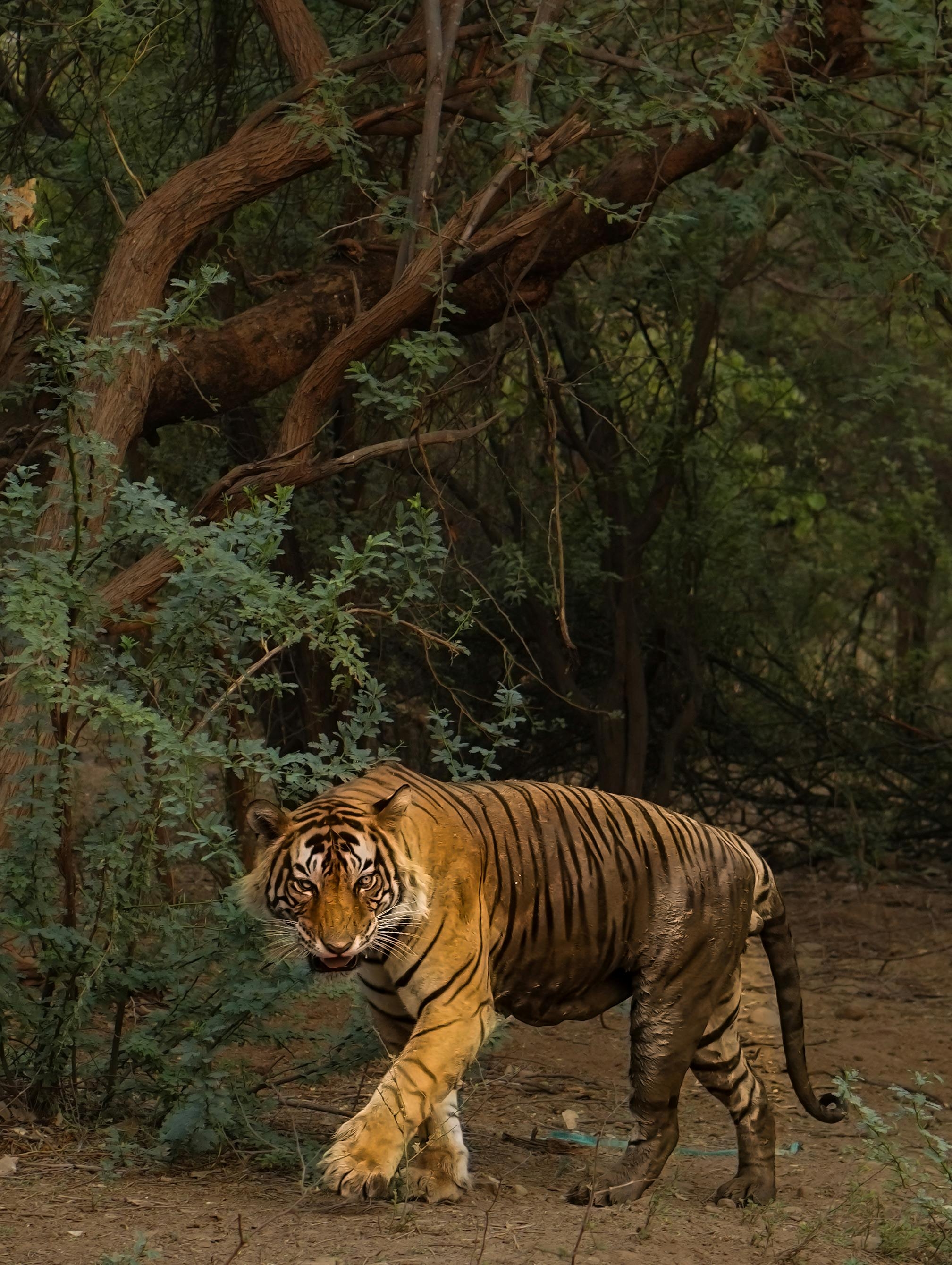 From Pink City Grandeur to Tiger Territory Wilds 4