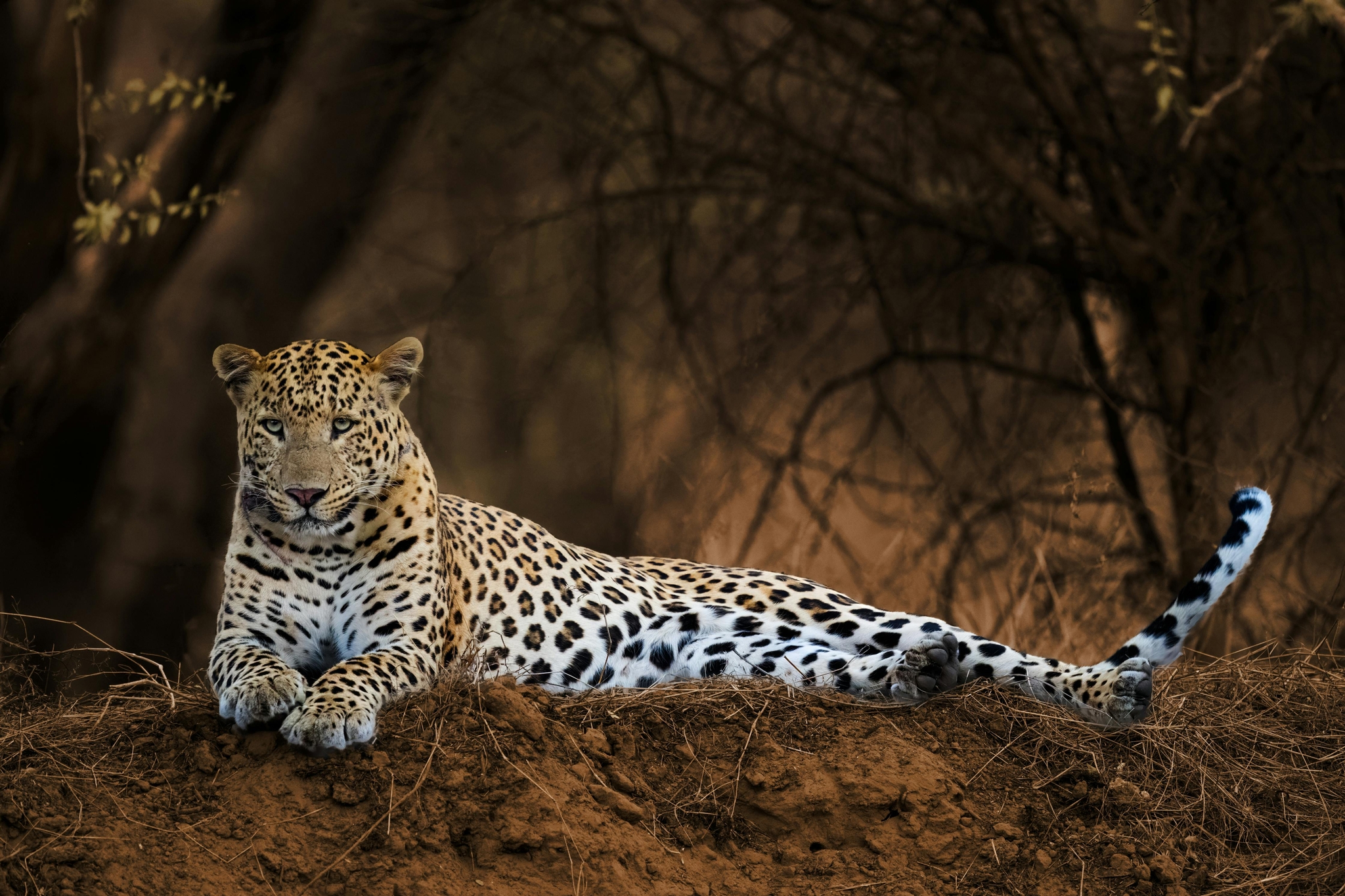 From Pink City Grandeur to Tiger Territory Wilds