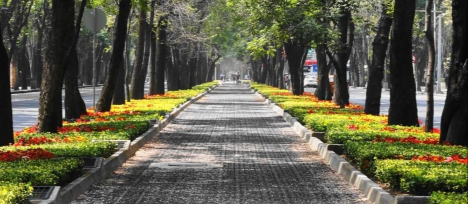 Why Urban Forests Are Crucial for Cities: A Growing Need