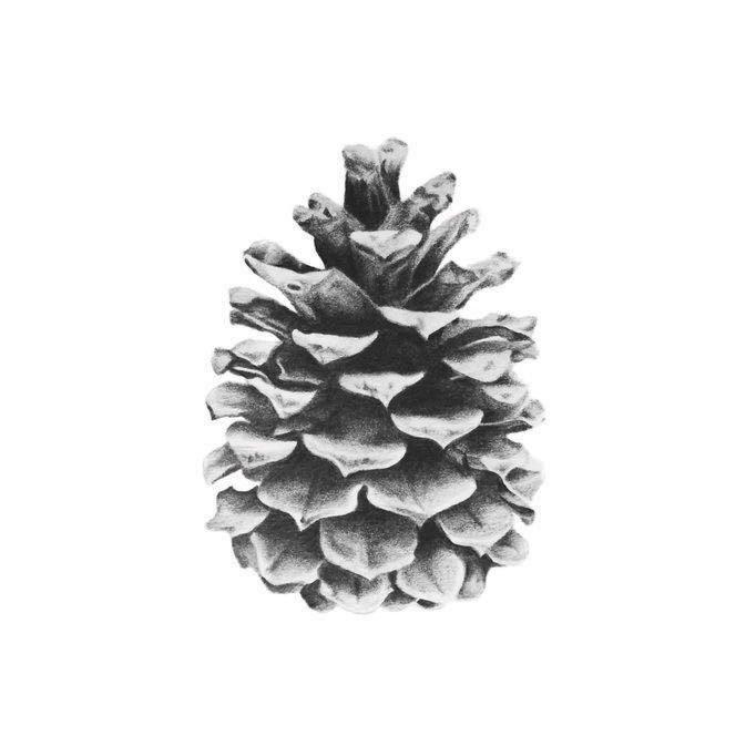 PineCone ‘SanaSar’
