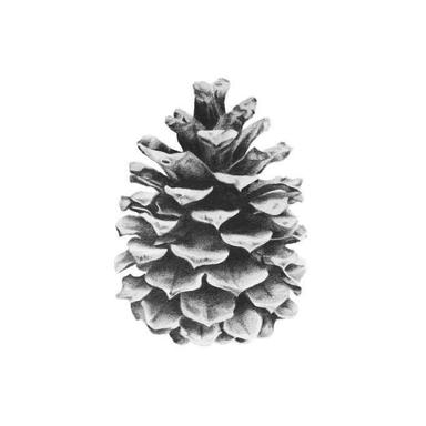 PineCone ‘SanaSar’